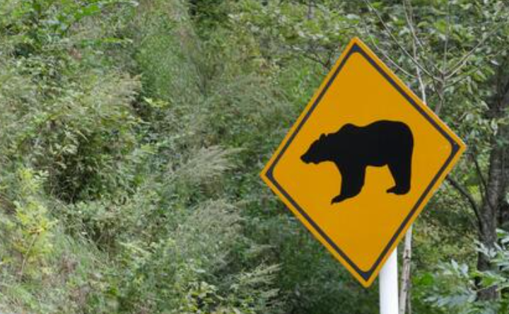 クマ注意